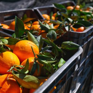 Πλαστικά Κιβώτια Μιας Χρήσης